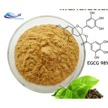 Wholesale green tea extract 98% Polyphenols 98% EGCG