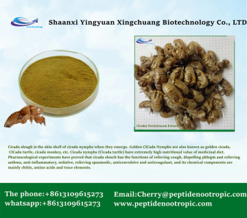 cicadae periostracum extract in chinese powder