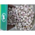 Fresh Garlic Cold Storing Crop 2020 Garlic