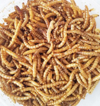 Dried Black Soldier Fly Larva Maggots Insects - High Protein Dried Mealworms for Sale