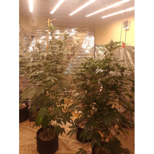 800W LED cultivar barras de luz