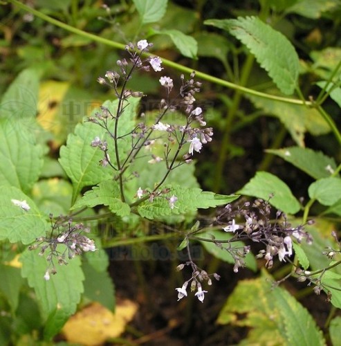 Rabdosia japonica Hara Extract
