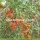 Factory Supply Fruit Natural Best Quality Goji Berries