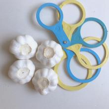 Fresh Normal White Garlic Pure White Garlic