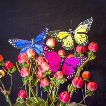 Butterfly classroom decoration