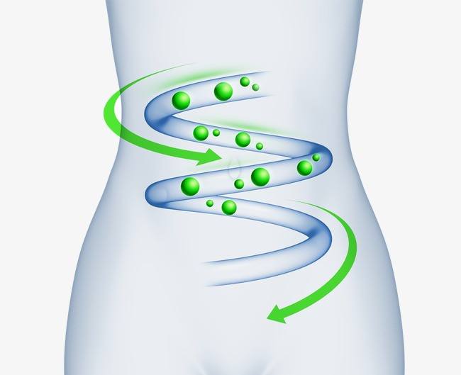 Intestino Intestine