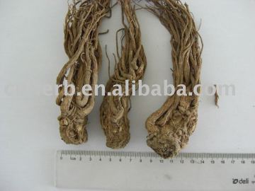 Angelica root(Radix Angelicae Sinensis)