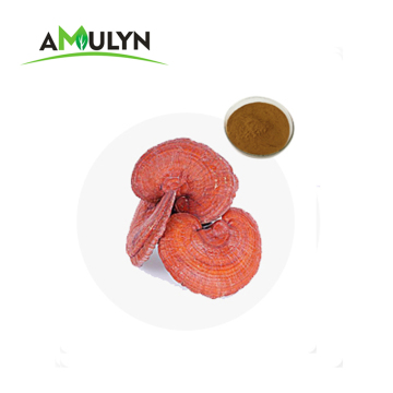 lucidum ganoderma herb lingzhi extract powder