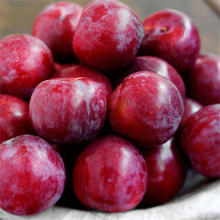 Fresh New Crop Sweety Plum