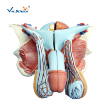 Male Genital Organ Model Urinary System Anatomy Model