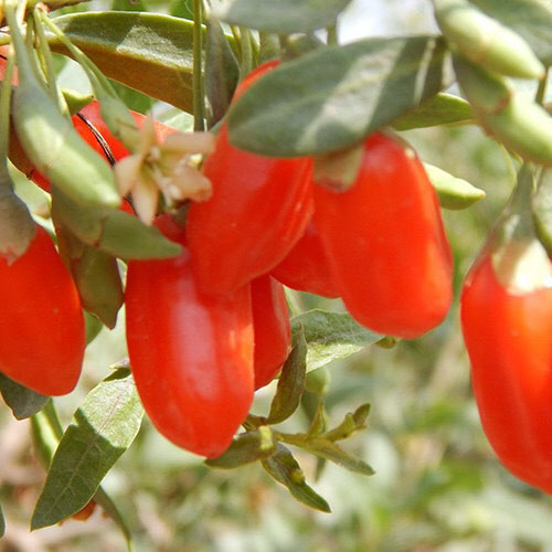tempo Goji goji time