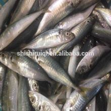 Mackerel scad frozen blue scad fish for sale