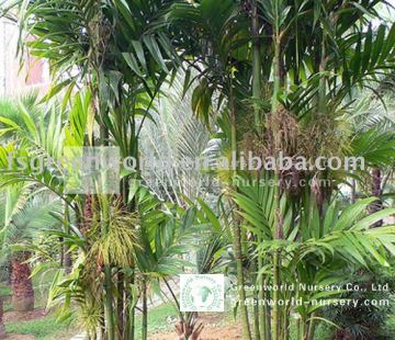 areca triandra potted outdoor palm