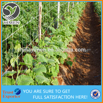 Bean Plant Support Net Climbing Netting