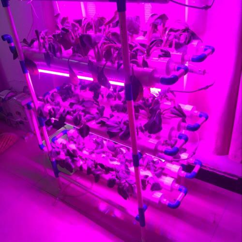 Sistema vertical hidropónico de interior con luces de cultivo LED