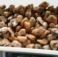 harga kerang rebus beku kerang air tawar