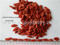 อบแห้งจำหน่ายผลไม้เบอร์รี่ Goji