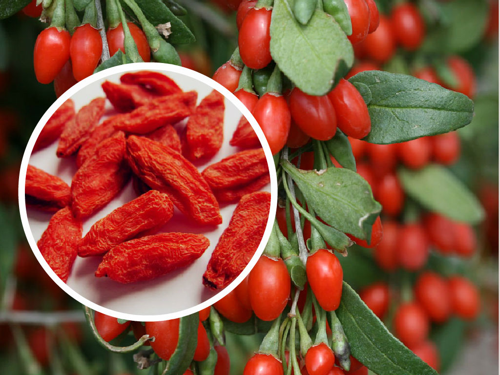 goji-berry-zayiflama2