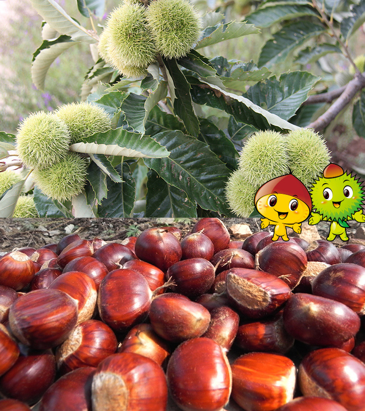 Organic raw processed chestnut nuts