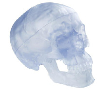 Transparent skull model
