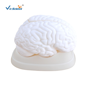 Environment PVC Life Size Brain Model