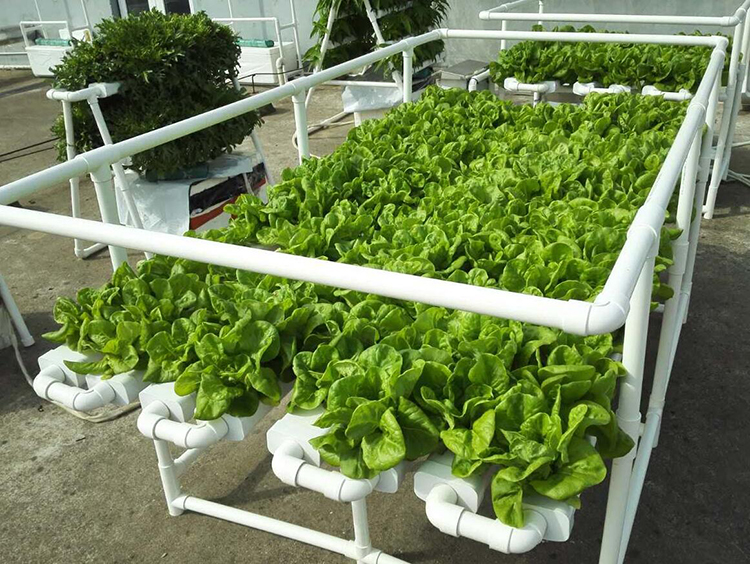 Complete Hydroponics System For Tomato /Lettuce