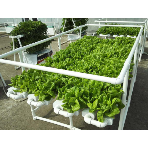 Komplettes Hydroponics-System für Tomaten / Salat