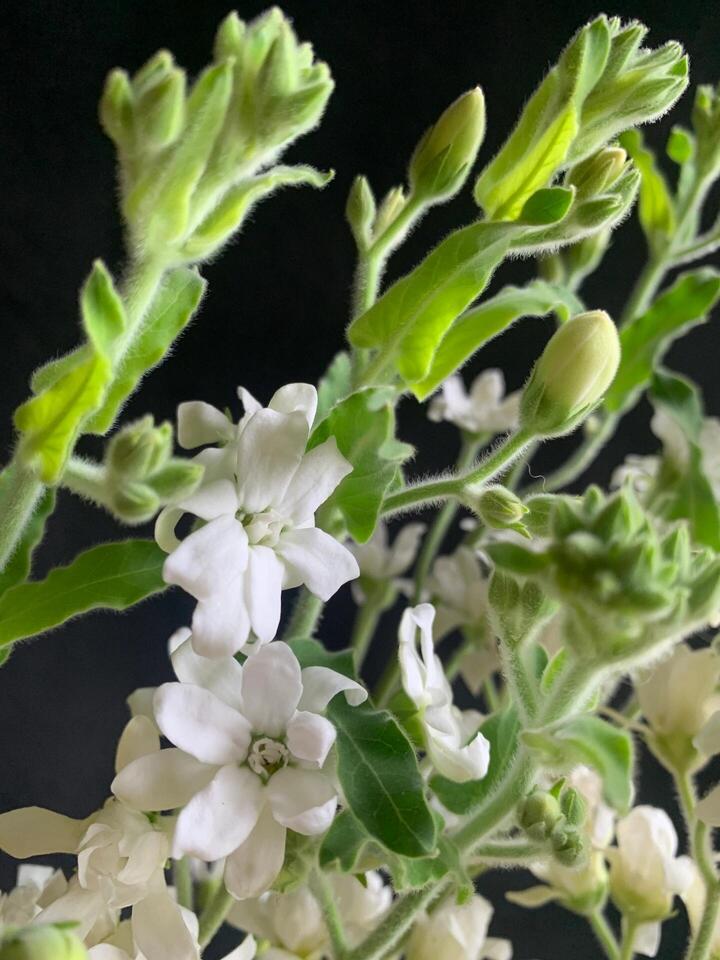 زهرة النجمة البيضاء White Star Flower