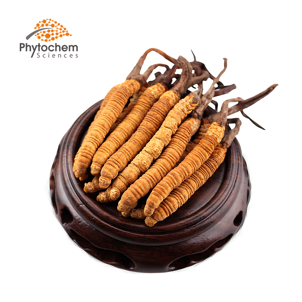 export supplier cordyceps militaris/cordyceps sinensis price