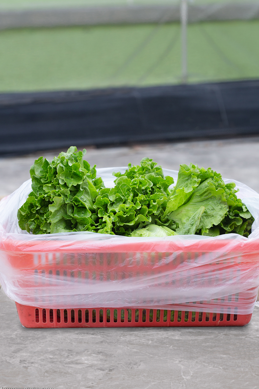 Big Capacity Supermarket Plastic Food Storage Bag