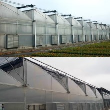 Sawtooth multi-span blueberry greenhouse