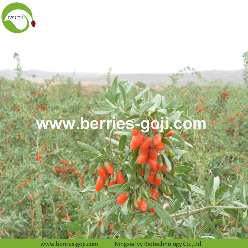 Goji berry