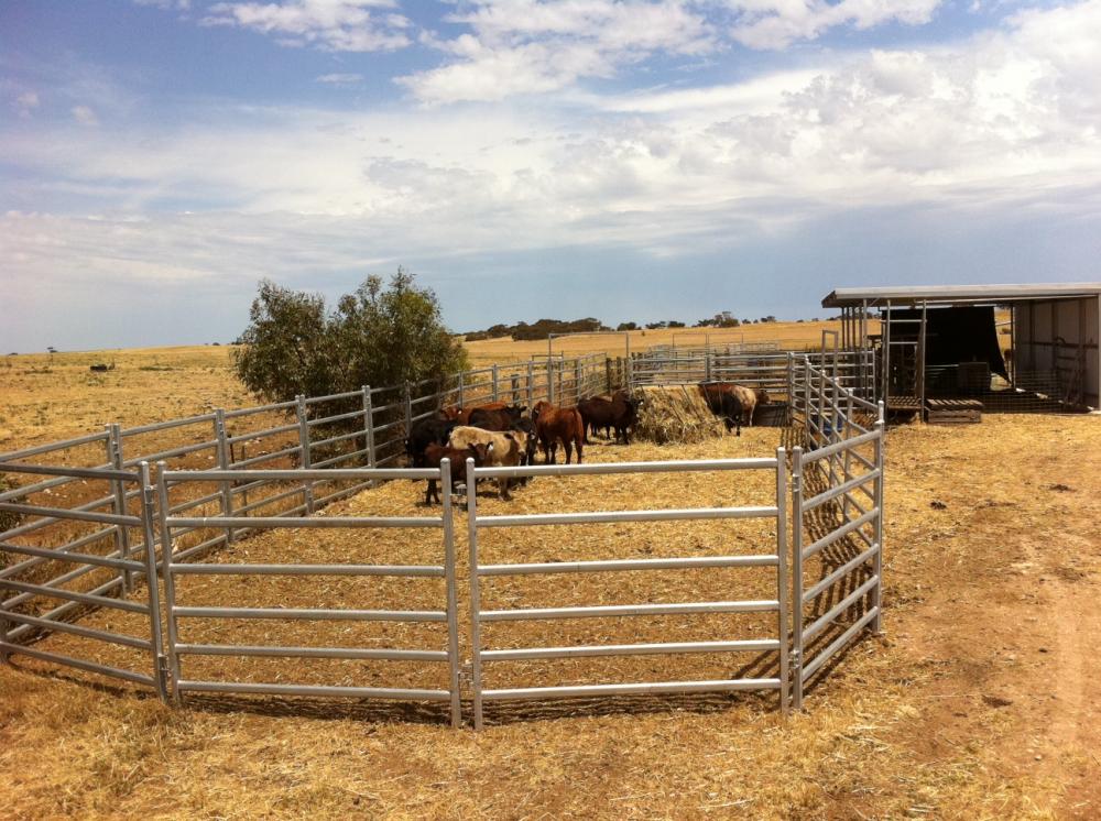 cheap cattle panels for sale