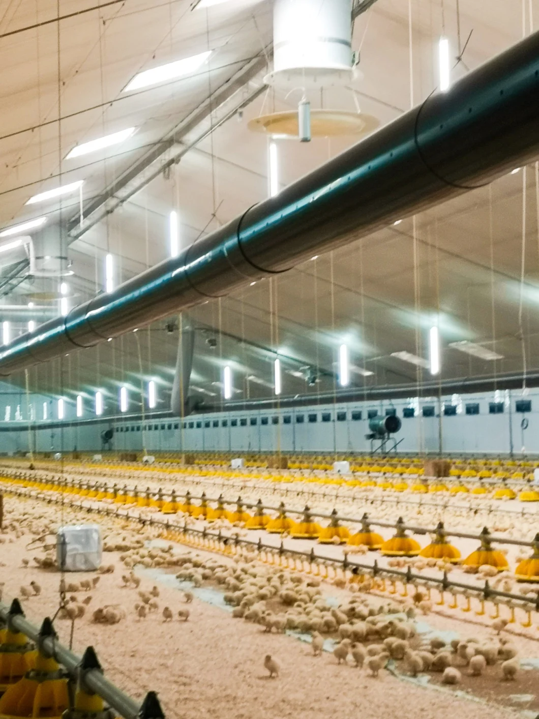 Double V-Shape Design Poultry Light for Broiler