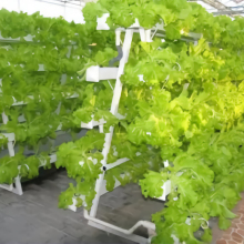 Vertical NFT Hydroponic Systems for Lettuce Growth