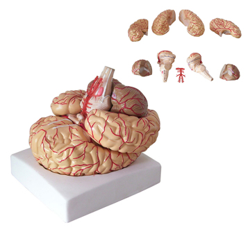 Human Brain Anatomy Model for Educational Sale