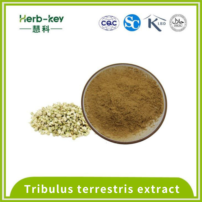 40% saponin extract of Tribulus Terrestris