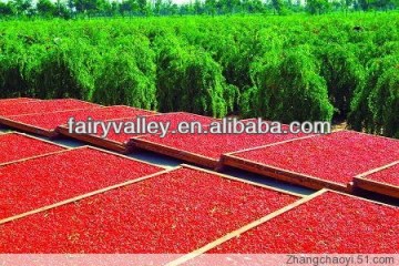 Organic Goji Berries Plant Seeds For Growing Nutrition Goji Wolfberry Fruit