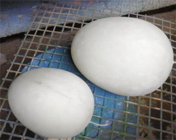 Simulation Bird Eggs Lights