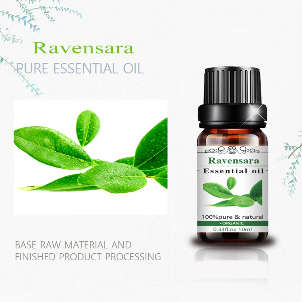 10 ml Ravensara Oil esencial Naturaleza Aceite Aromaterapia superior Naturaleza de grado Ravensara Aceite