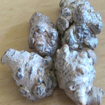 Pseudo ginseng root tea