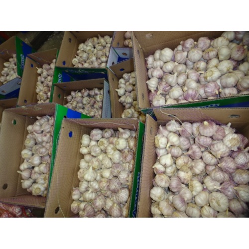 Low Price Fresh Garlic 2020