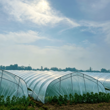 Disease Resistant Greenhouse Film with Anti-Mist Properties