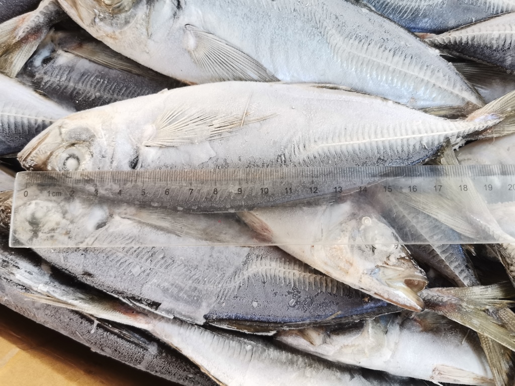 Frozen Seafood Round Scad Fish Kualitas Tinggi Untuk Umpan CN Kuda Mackerel China Seluruh Muroaji Mata Kecil