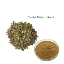 High Quality Mate Tea Extract