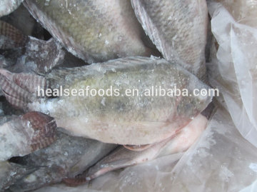 whole sale fish seafood fish farms frozen tilapia