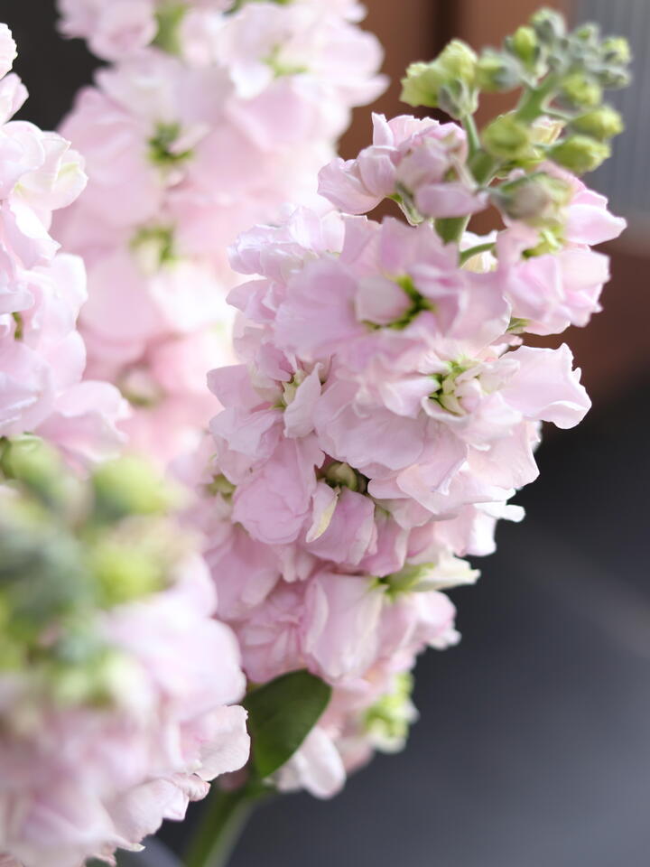 পিঙ্ক ভায়োলেট Pink Violet