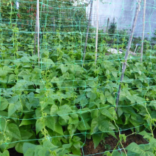 Plant Support Trellis Netting