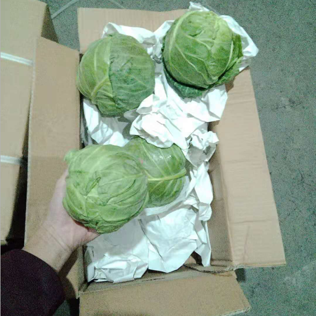 New China Vegetables Season Cabbage / Shandong Fresh Vegetables Offer 30-40 Days 0.8-1.5kg 1*20`RF Cooking from CN 15 Cm Green