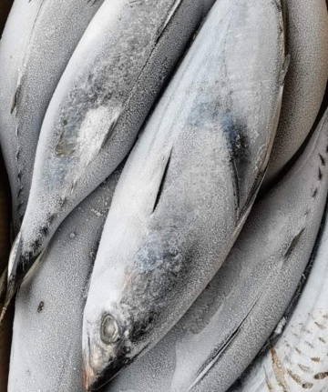 Frozen Skipjack whole round for canning